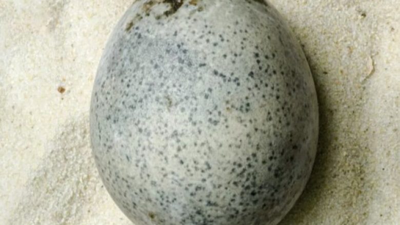 Zbulim unik sipas shkencëtarëve: Gjendet një vezë nga epoka romake