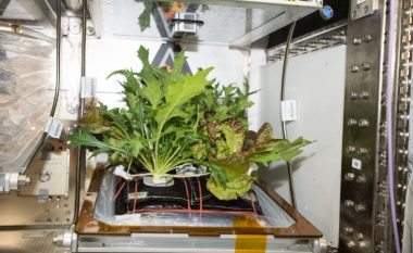 Shkencëtarët po mundohen të rritin sallatat në hapësirë – pse ato mund të jenë vdekjeprurëse për astronautët