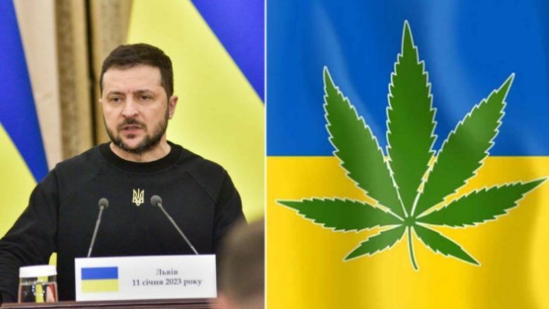 Zelensky legalizoi marihuanën, ajo do të përdoret vetëm për një arsye në Ukrainë