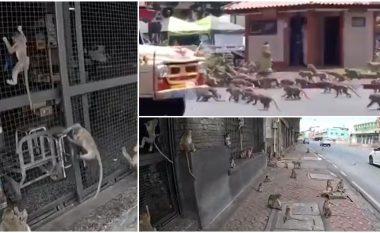 “Ushtria” e 3,500 majmunëve terrorizon qytetin tajlandez, thyejnë gjithçka para tyre, turistët ikin, vendasit janë të pafuqishëm – ka edhe banda rivale mes tyre