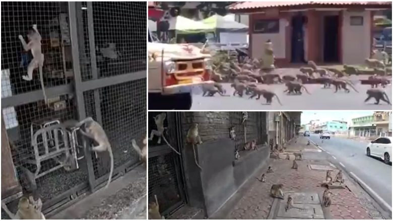 “Ushtria” e 3,500 majmunëve terrorizon qytetin tajlandez, thyejnë gjithçka para tyre, turistët ikin, vendasit janë të pafuqishëm – ka edhe banda rivale mes tyre