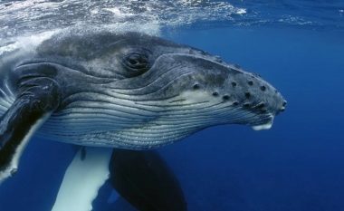 Shkencëtarët zgjidhën misterin e ‘këndimit’ të balenave