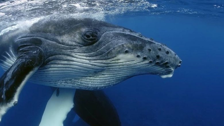 Shkencëtarët zgjidhën misterin e ‘këndimit’ të balenave