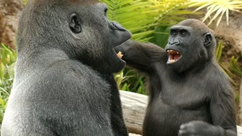 Majmunët bëjnë shaka me njëri-tjetrin, ashtu si njerëzit – por si e bëjnë këtë?