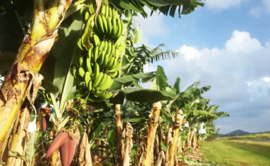 Bananja e modikuar gjenetikisht miratohet nga rregullatorët për t’u kultivuar në ferma