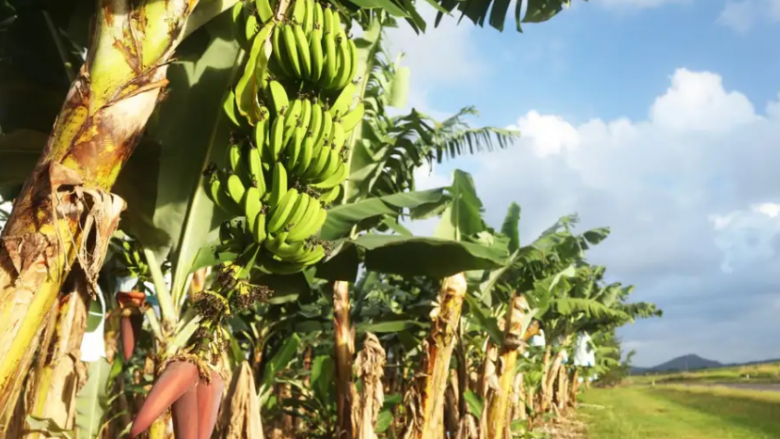 Bananja e modikuar gjenetikisht miratohet nga rregullatorët për t’u kultivuar në ferma
