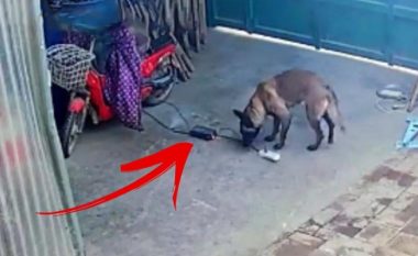 Veprimi i pabesueshëm i qenit u regjistrua nga kamerat e vëzhgimit