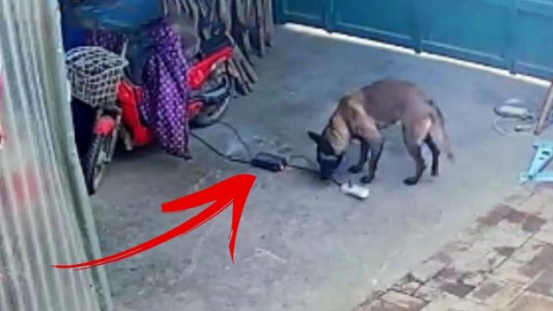Veprimi i pabesueshëm i qenit u regjistrua nga kamerat e vëzhgimit