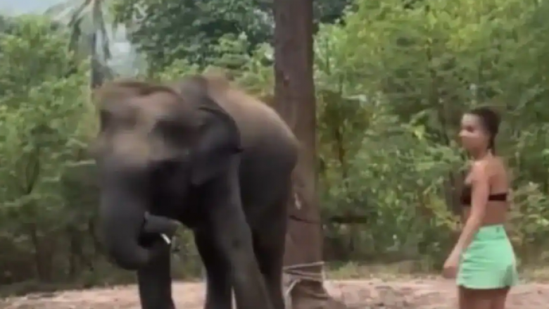 Gjatë përpjekjes për t’iu afruar, gruaja lëndohet nga elefanti në Indi