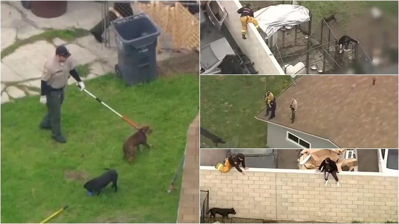 Një burrë gjeti vdekjen pasi u sulmua nga 13 pitbullë – teksa po i ushqente në kopshtin e shtëpisë së tij në Kaliforni
