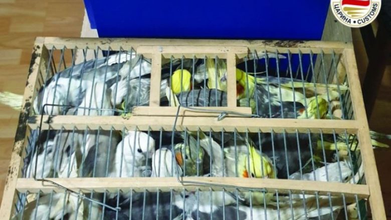 Në vendkalimin kufitar Tabanoc është parandaluar tregtia e paligjshme e papagajve