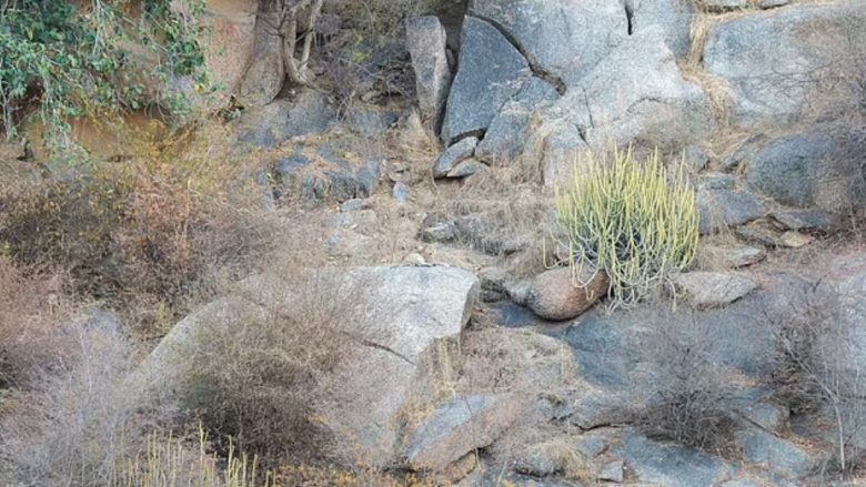 A mund ta gjeni leopardin e kamufluar në zonën malore?