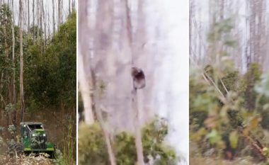 Filmohet koala duke u mbajtur në pemën që po pritej në Australi, kafsha e rrallë përplaset në tokë  