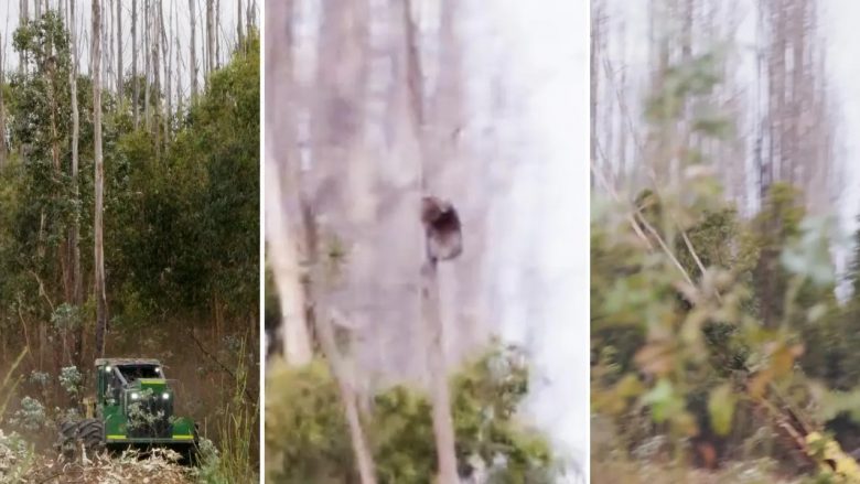Filmohet koala duke u mbajtur në pemën që po pritej në Australi, kafsha e rrallë përplaset në tokë  
