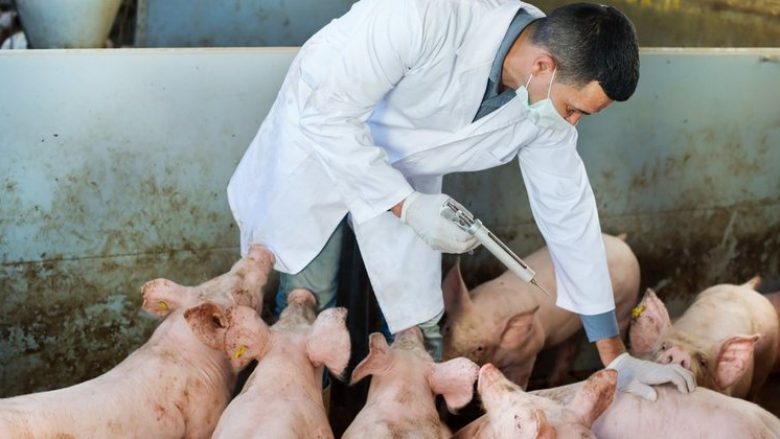 Sëmundja e murtajës afrikane të derrit shpërthen në shtetet përreth – AUV kërkon të ngritën masat e biosigurisë në ferma