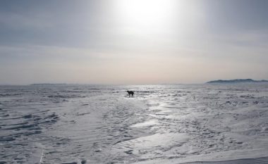 “Dzud”: Alarm në Mongoli, gati 5 milionë kafshë të ngordhura në dimrin më të ashpër në gjysmë shekulli