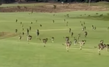 “Parada e kangurëve” ndërpret lojën e golfit në Australi