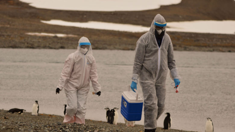 Shkencëtarët e Antarktidës paralajmërojnë për përhapjen e gripit të shpendëve
