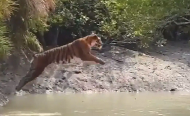 Videoja e tigrit teksa kërcen lumin ngjall reagime në internet