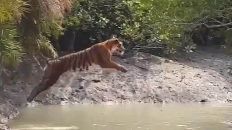 Videoja e tigrit teksa kërcen lumin ngjall reagime në internet