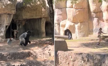 Pamje që tregojnë rojet e kopshtit zoologjik duke u përpjekur të shpëtojnë nga gorilla