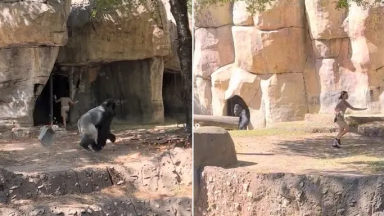 Pamje që tregojnë rojet e kopshtit zoologjik duke u përpjekur të shpëtojnë nga gorilla