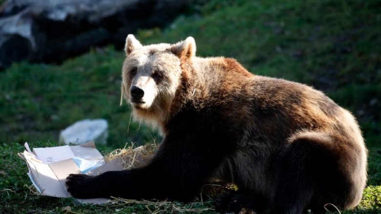 Një grua gjen vdekjen pasi u ndoq nga ariu në malet e Sllovakisë – mediat sjellin detajet