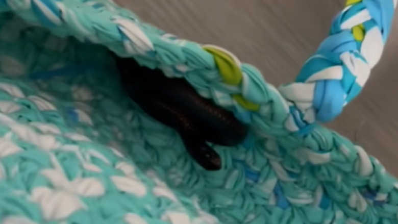 Një gjarpër mjaft helmues gjendet në dhomën e gjumit të një vajze shtatë vjeçare në Australi