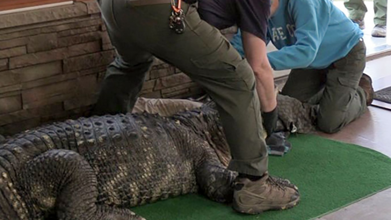 Një aligator, dyfishi i madhësisë së një njeriu, gjendet i mbajtur “ilegalisht” në New York