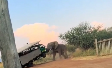 Videoja tregon momentin e frikshëm kur elefanti ngrit kamionin e mbushur me turistë