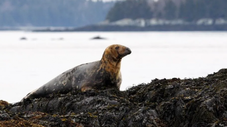 Gripi i shpendëve po vret fokat dhe luanët e detit – shkencëtarët nuk po dinë se si ta ndalojnë