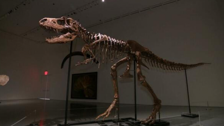 Zbulim i rrallë në Francë – gjenden eshtrat gati të paprekura të një dinozauri