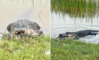 Gruaja nga Florida fotografon aligatorin duke ngrënë një tjetër të llojit të vet