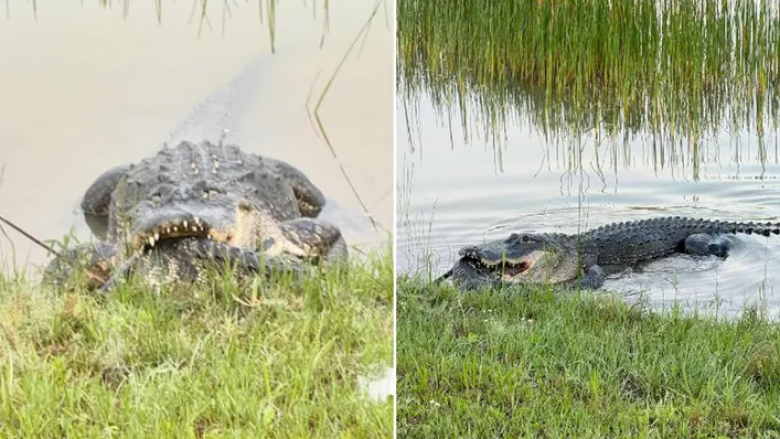 Gruaja nga Florida fotografon aligatorin duke ngrënë një tjetër të llojit të vet