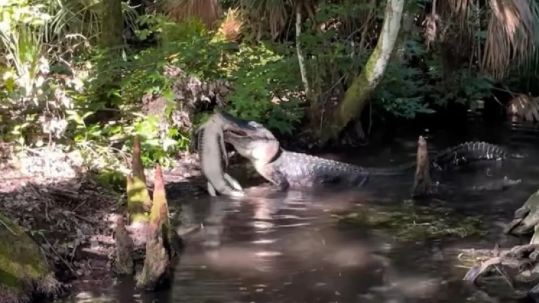 Pamje që shfaqin aligatorin e madh duke tentuar ta hajë një tjetër të vogël