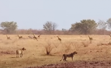 Pamje nga gjuetia e ashpër e luanëve: 22 luanë synojnë kapjen e antilopëve në Zimbabve