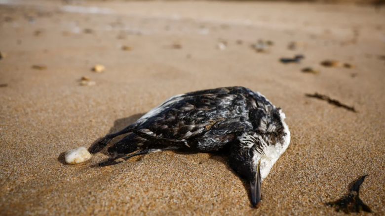 Më shumë se 500 zogj të ngordhur përgjatë bregut francez të Atlantikut