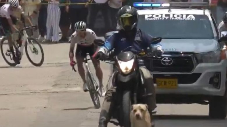 Dhe ‘fitues’ në garën për çiklistët është qeni – shikoni videon që emocionoi botën