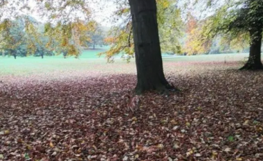 Iluzioni optik që po lë shikuesit të habitur – të gjithë mund ta shohin pemën por jo edhe qenin