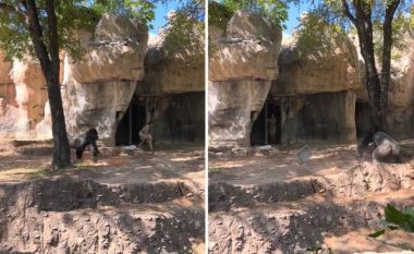 Pamje dramatike nga kopshti zoologjik në Teksas: Gorilla ndoqi rojtarët, mezi i shpëtuan kafshës