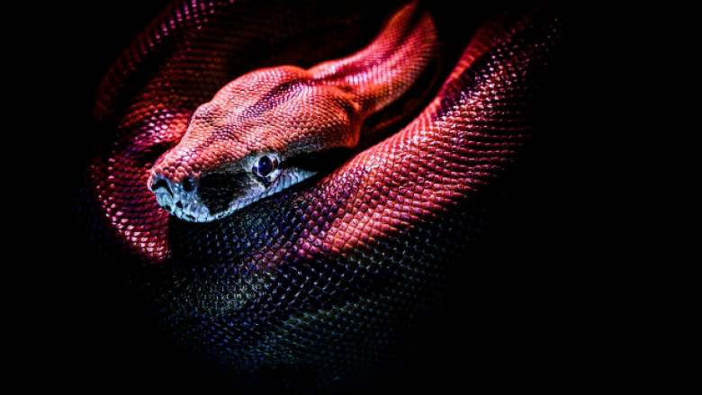 Gjarpri i dytë më helmues në botë gjendet i fshehur mes rrobave në një dhomë gjumi në Australi