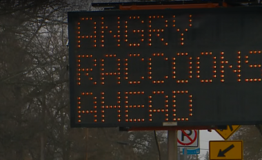 Hakohet shenja rrugore elektronike në Uashington për të paralajmëruar shoferët të kenë kujdes nga rakunët