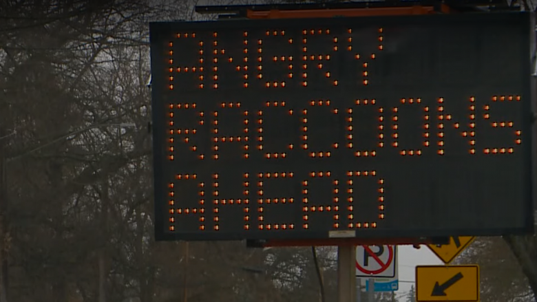 Hakohet shenja rrugore elektronike në Uashington për të paralajmëruar shoferët të kenë kujdes nga rakunët