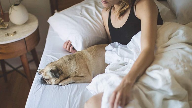 Veterinerët shpjegojnë pse nuk është e dëshirueshme të zgjoni qenin
