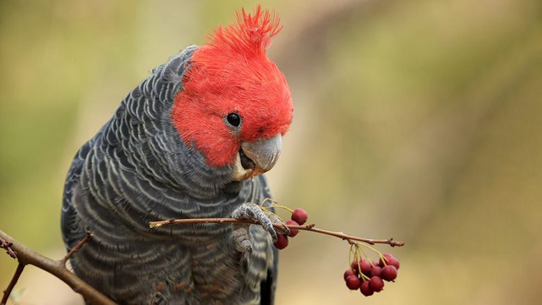 Gang-gang, një nga argëtuesit më të mëdhenj në botën e papagajve që mund të jetojë deri në 60 vjet