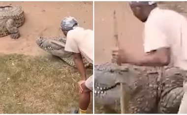 Punonjësi i kopshtit zoologjik në Afrikën e Jugut sulmohet nga krokodili gjigant, për pak sa nuk mbetet pa organin gjenital