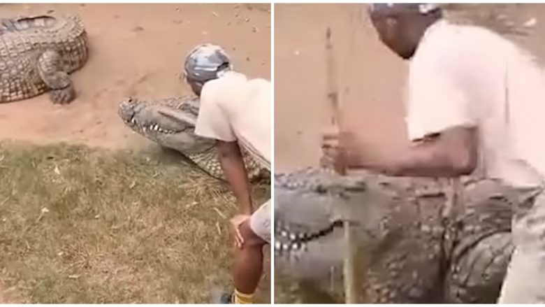 Punonjësi i kopshtit zoologjik në Afrikën e Jugut sulmohet nga krokodili gjigant, për pak sa nuk mbetet pa organin gjenital