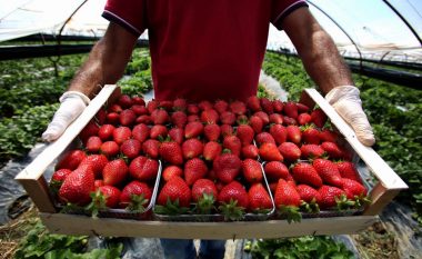 Superprodhim i pazakontë në Shqipëri, i ngrohti poqi para kohe luleshtrydhet dhe uli cilësinë