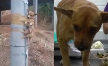 Një qen është “ngjitur” në një shtyllë nga një fqinj i zemëruar - si një ndëshkim për urinimin në oborrin e tij