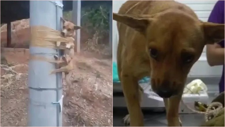 Një qen është “ngjitur” në një shtyllë nga një fqinj i zemëruar – si një ndëshkim për urinimin në oborrin e tij